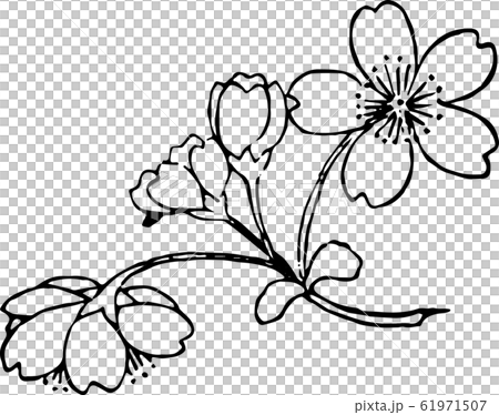 彼岸桜 61971507