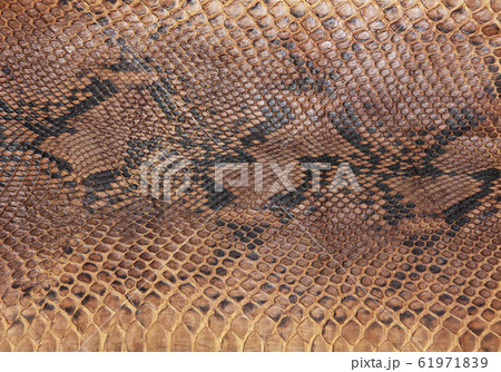 Snake skin pattern 61971839