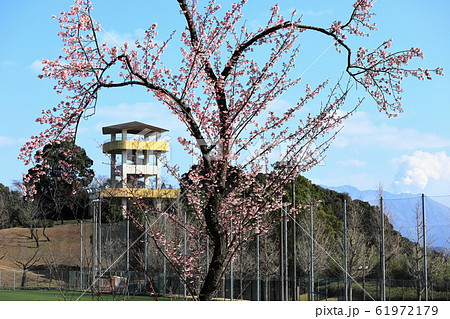 かごしま健康の森公園　カンザクラ　展望台　噴煙を上げる桜島 61972179