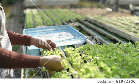 Agricultural concepts. Gardeners are breeding a Agricultural concepts. Gardeners are breeding a 61972306