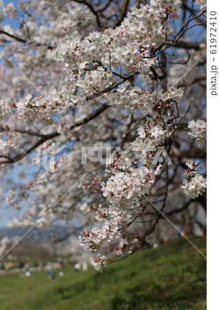 京都府八幡市背割堤の桜 京都府八幡市背割堤の桜 61972410