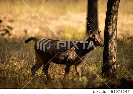 Alert Sambar deer or rusa unicolor in forest. side profile of sambar deer with tail up in beautiful winter light and in green background at ranthambore national park, rajasthan, india 61972547
