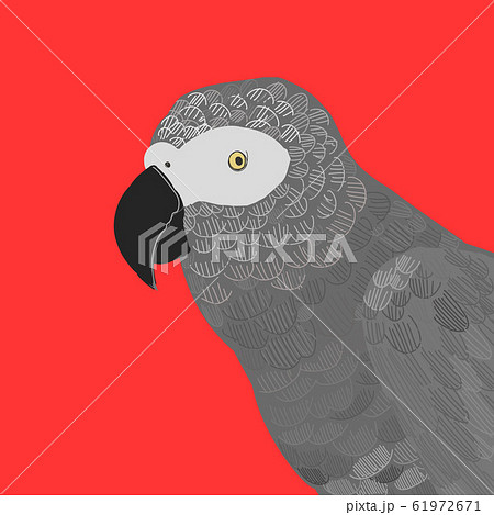 ヨウム African Grey Parrotのイラスト素材