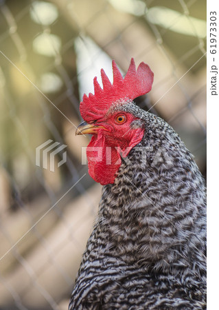 Pockmarked rooster bird close up. Portrait Pockmarked rooster bird close up. Portrait 61973303