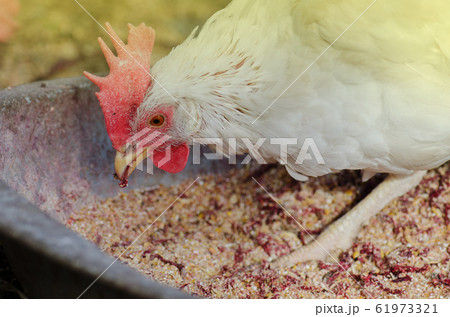 Chicken in hen house eating food. Portrait on farm 61973321