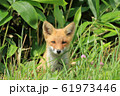 キタキツネ 61973446