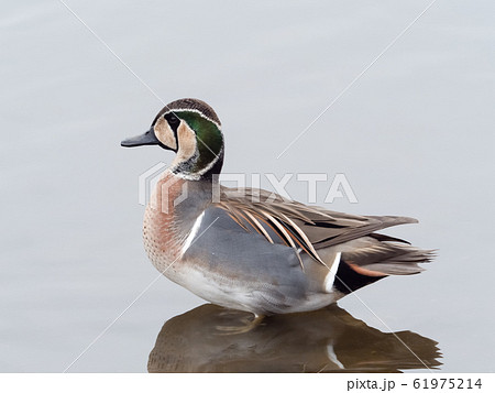 トモエガモ 61975214