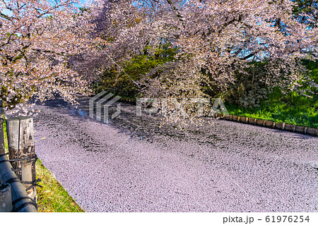 弘前公園 外堀 花筏 春 桜 美しい 鮮やか 綺麗 季節 イメージ 旅 東北地方 弘前市 青森県 弘前公園 外堀 花筏 春 桜 美しい 鮮やか 綺麗 季節 イメージ 旅 東北地方 弘前市 青森県 61976254