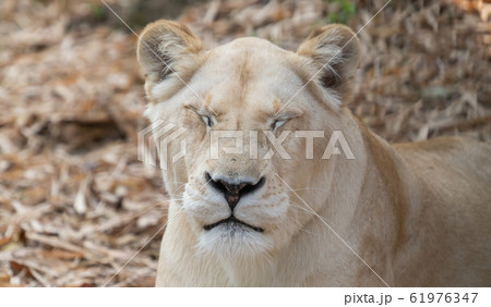 female african lion female african lion 61976347