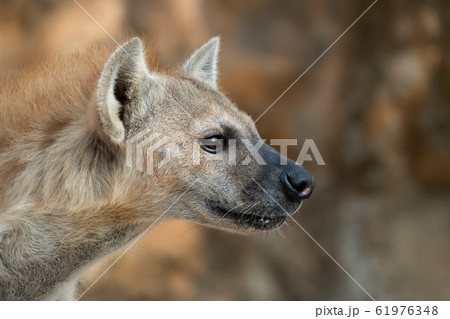 spotted hyena head close up 61976348