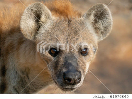 spotted hyena head close up 61976349