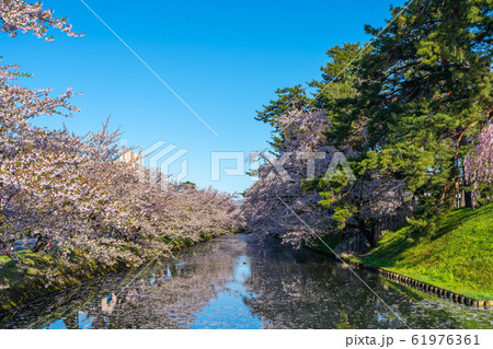 弘前公園 外堀 花筏 春 桜 美しい 鮮やか 綺麗 季節 イメージ 旅 東北地方 弘前市 青森県 弘前公園 外堀 花筏 春 桜 美しい 鮮やか 綺麗 季節 イメージ 旅 東北地方 弘前市 青森県 61976361