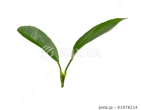 Lemon leaves isolated on white background. Branch Lemon leaves isolated on white background. Branch 61978214