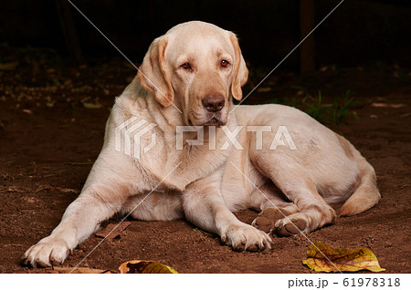 Portrait of labrador dog Portrait of labrador dog 61978318