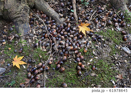 どんぐり 61978645