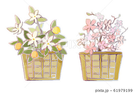 Tachibana And Cherry Watercolor Style Vector Stock Illustration