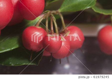Gaultheria procumbens macro shot 61979245