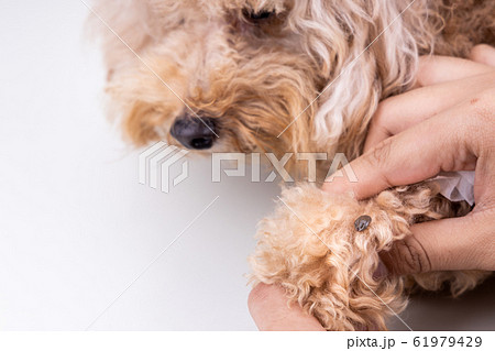 Big blood sucker tick discovered on dog's fur Big blood sucker tick discovered on dog's fur 61979429