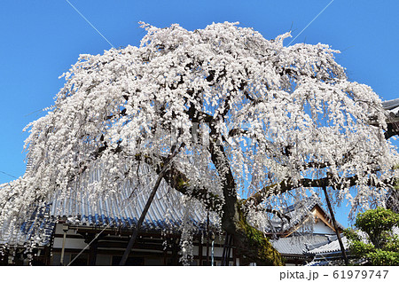 【愛知県犬山市】円明寺のしだれ桜 【愛知県犬山市】円明寺のしだれ桜 61979747