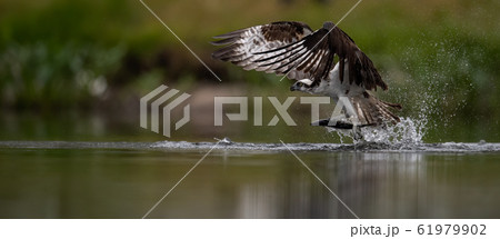 Osprey Fishing in Florida  61979902