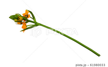 Orange ornithogalum flowers and buds 61980033