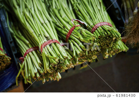 新鮮なセリ 61981430