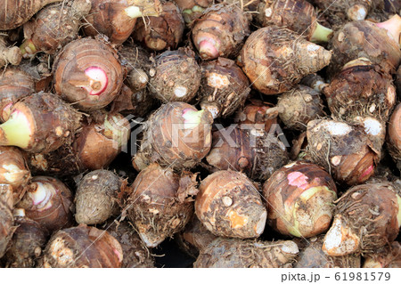 Group of fresh taro vegetable pile called Group of fresh taro vegetable pile called 61981579