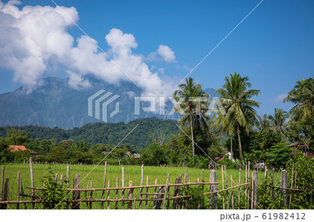 Tropical village Vang Vieng, Laos. Green palms. 61982412