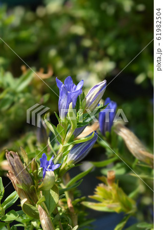 Gentian Diana 61982504