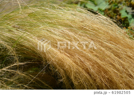 Pony tails grass 61982505