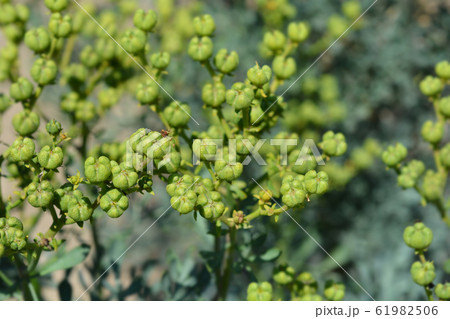 Common rue 61982506