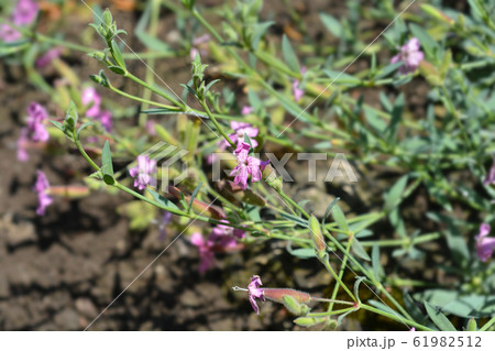 Tufted soapwort Tufted soapwort 61982512