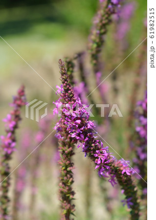 Purple loosestrife 61982515