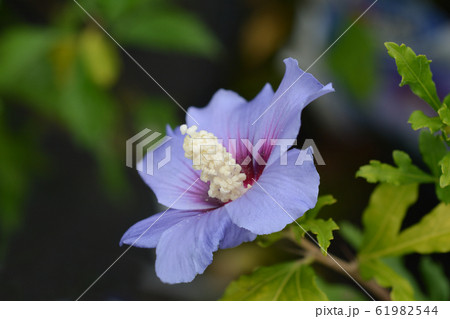 Rose Of Sharon Oiseau Bleu Rose Of Sharon Oiseau Bleu 61982544