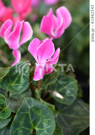 Persian cyclamen Persian cyclamen 61982545
