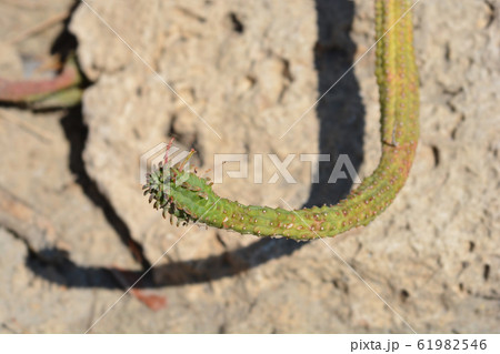 Fringed Spurge Fringed Spurge 61982546