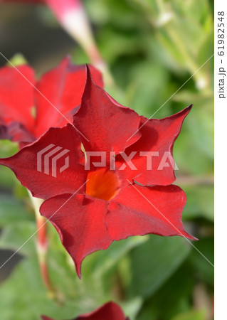 Mandevilla Bella Red Mandevilla Bella Red 61982548