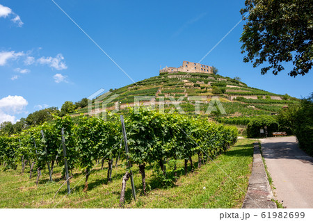 View of the ruins of the castle in Staufen im 61982699