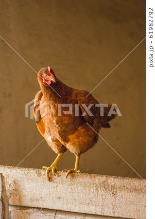 Chicken in a coop. Chickens at henhouse Chicken in a coop. Chickens at henhouse 61982792