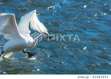 水の上を走る白鳥の写真素材