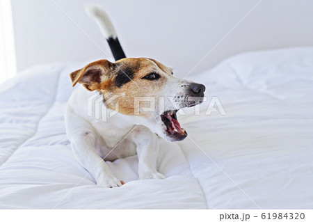 Adorable cute jack russell dog puppy yawning on Adorable cute jack russell dog puppy yawning on 61984320