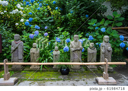 明月院　　紫陽花 61984718