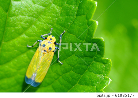 ツマグロオオヨコバイ 61985177