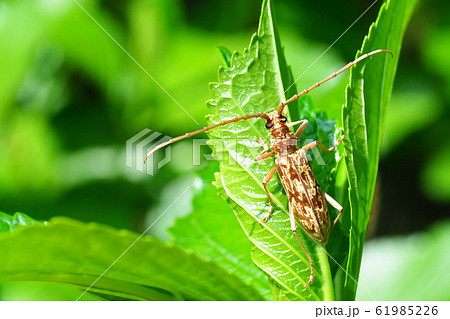 キマダラミヤマカミキリ キマダラミヤマカミキリ 61985226