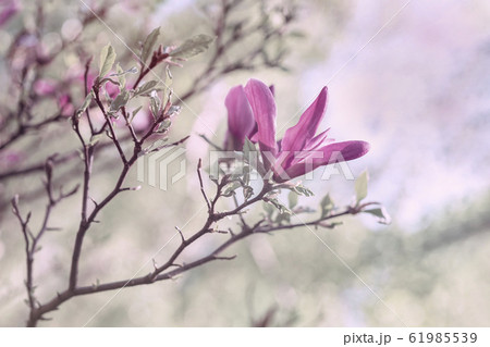 Flower of gentle pink magnolia, spring branch closeup, romantic natural background 61985539