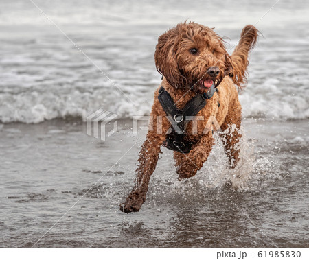 Cockapoo running in the water Cockapoo running in the water 61985830