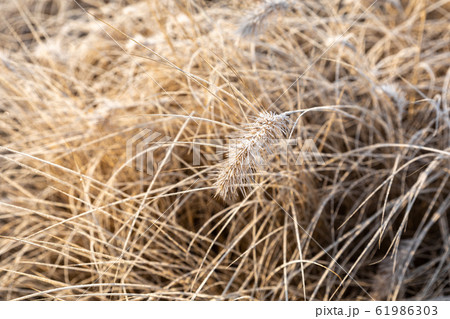 Frost on the grass and reed. Ice crystals close up. Nature Winter Background. Frost day of winter. 61986303