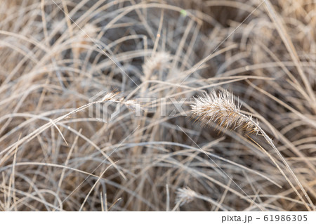 Frost on the grass and reed. Ice crystals close up. Nature Winter Background. Frost day of winter. Frost on the grass and reed. Ice crystals close up. Nature Winter Background. Frost day of winter. 61986305
