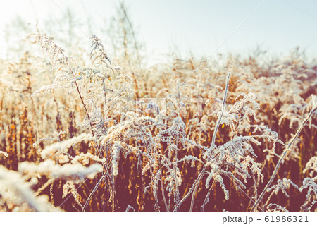 Frost on the grass and reed. Ice crystals close up. Nature Winter Background. Frost day of winter. Frost on the grass and reed. Ice crystals close up. Nature Winter Background. Frost day of winter. 61986321