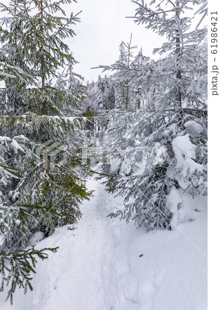 Beskid Zywiecki. Winter in Poland. 61986421